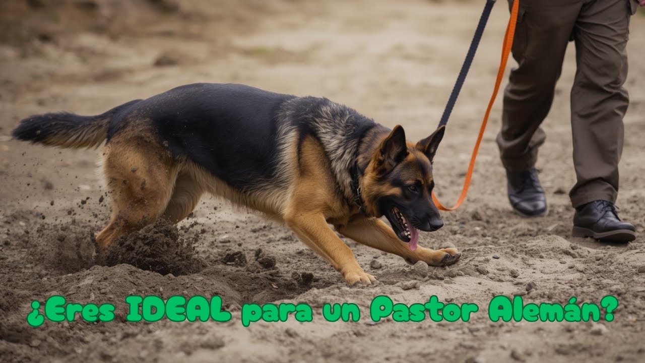 ¿A QUIÉN le sirve realmente un Pastor Alemán?