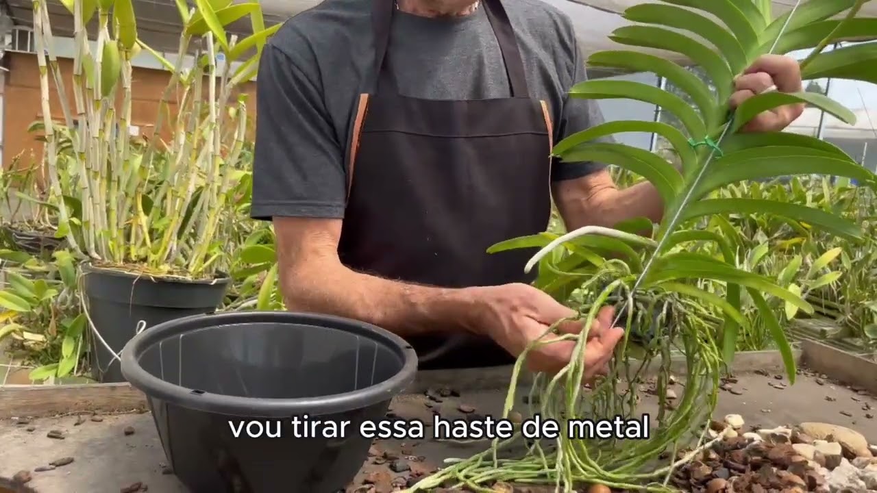 Orquídea Vanda: A Arte de Cultivar Beleza em Vaso!