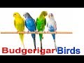 Budgerigar bird  parakeet budgie  melopsittacus undulatus