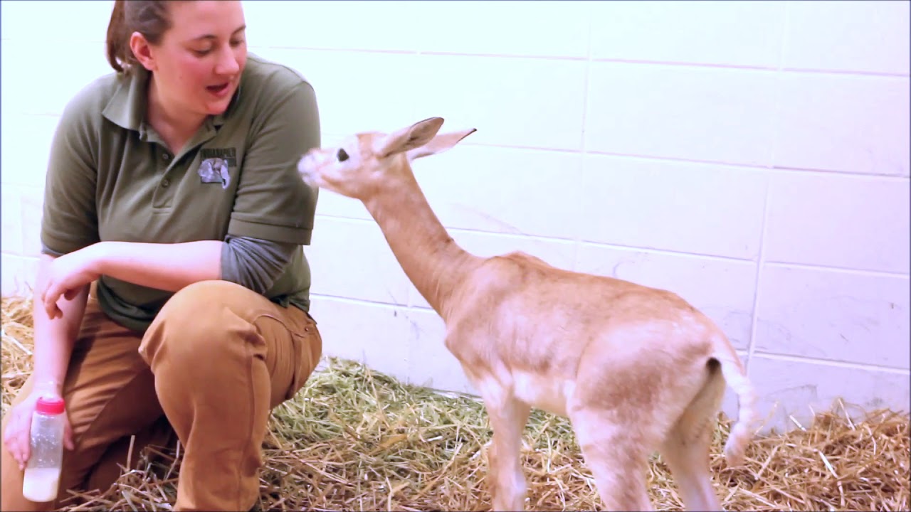 Introducing Our New Gazelle Babies Youtube