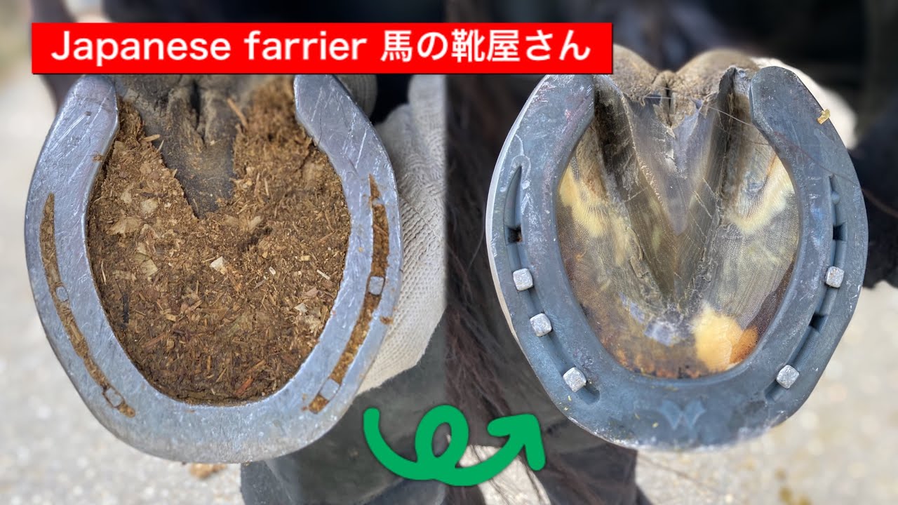 yoshi、他の方はご遠慮下さい競争馬取外し　蹄鉄 YouTube