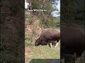 Gaur:aTendencyToGrubDown anAreaSearchingForTheNewestBladeOfGrass;ForageForFoodForUpTo 9-11Hours aDay