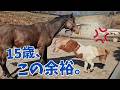 15歳の誕生日、優しすぎる元競走馬ラヴモアに嬉しいプレゼント！遂にヤギ男が！