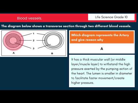 Life Sciences Grade 10 Term 1 Revision | Arteries & Veins
