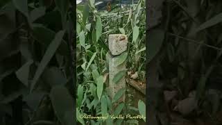 Profitable Vanilla Farming in Kenya | Small Farm Success Story