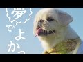 槇原敬之「夢でよかった」MV公開✨ ムーチョとの共演に感動の声続出🐶