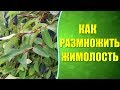 🌿 Как размножить жимолость? Черенкование жимолости летом.