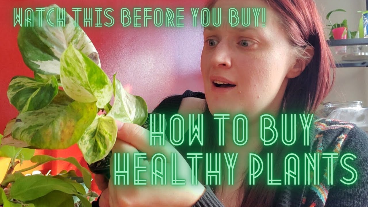 5 Things To Look For BEFORE Bringing A New Plant Home // Merlot Mama Minute YouTube 5 Things To Look For BEFORE Bringing A New Plant Home // Merlot Mama Minute YouTube