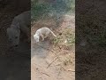 #dog little dog#shortvideo #funny