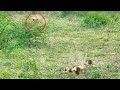 Leopard tries hunting sleeping wild dogs