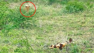 Leopard Tries Hunting Sleeping Wild Dogs