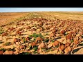 Как в Австралии появился миллион верблюдов и почему они стали проблемой?