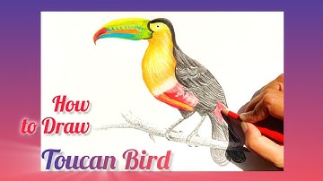 How To Draw a Toucan Bird | Colored Pencil Drawing | Step by Step Tutorial for Beginners