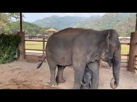 New Baby Elephant | Mother | Cute Elephant | Firsrt Meet Between Baby Elephant Pee Mai And Wan Mai