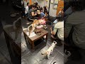 #cat #catvideos #cats #cutecat #trending #love