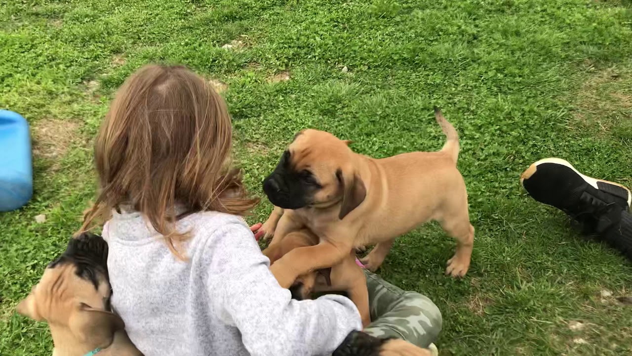 LonelyCreek puppy pick up !! - YouTube