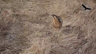 Didysis baublys (Botaurus stellaris) Great Bittern, Большая выпь