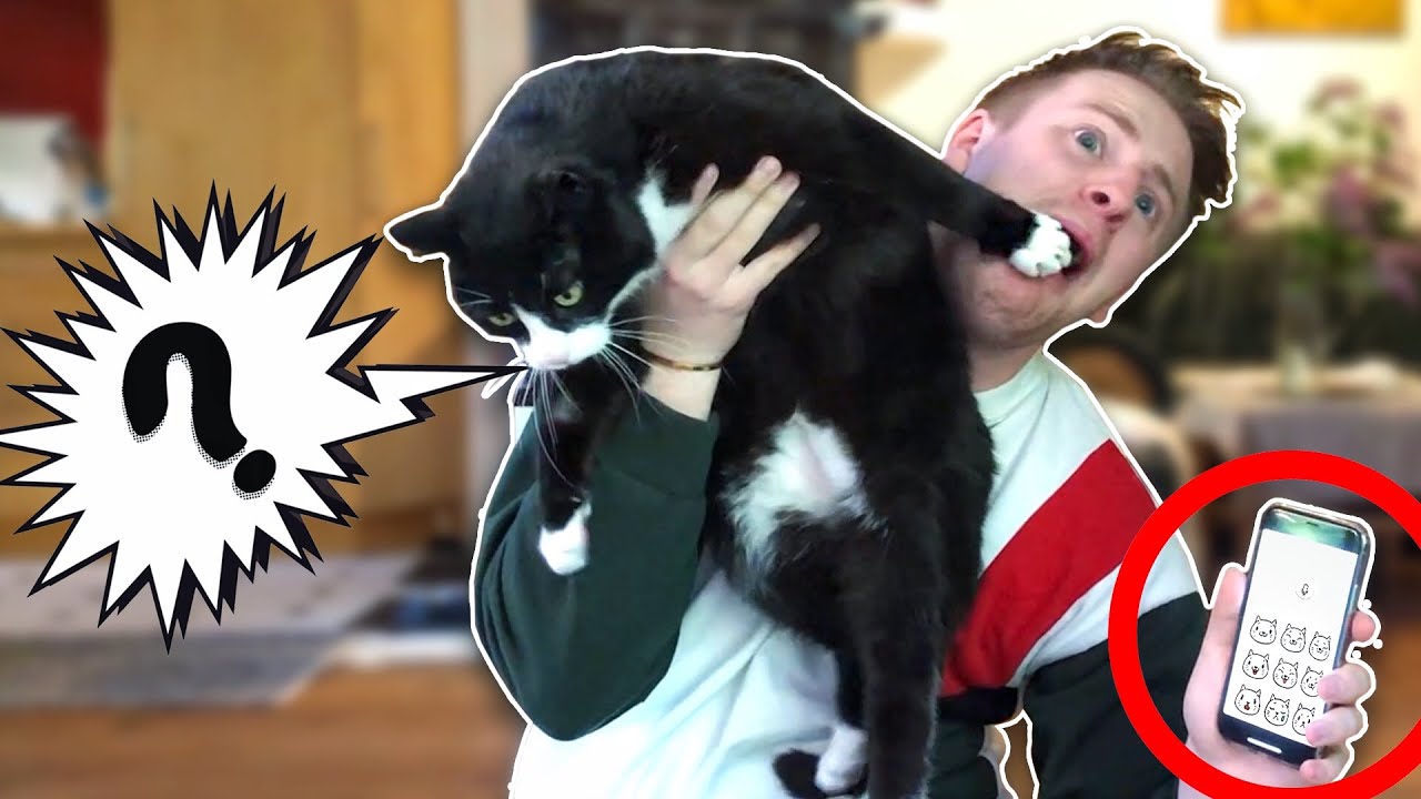 mit dieser app kannst du mit katzen sprechen rayfox youtube