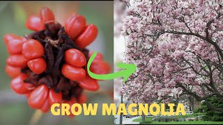 From Seed to MAGNIFICENT Magnolia Tree | Complete Growing Guide