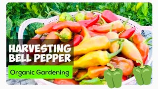 Harvest Time Bell Pepper Farming Sa Bahay Philippines Province Life