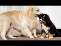 What a Golden Retriever does when ignored by a Bernese Mountain Dog Puppy