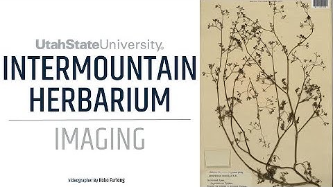 Utah State University Intermountain Herbarium: Imaging