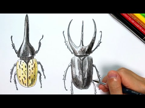コーカサスオオカブト ヘラクレスオオカブト ペン画と色鉛筆の絵の描き方簡単イラスト Youtube