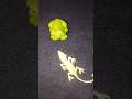 Frogs and lizards make you laugh | Catch the last big frog Hahaha | Catch frog | Tep longheng funny