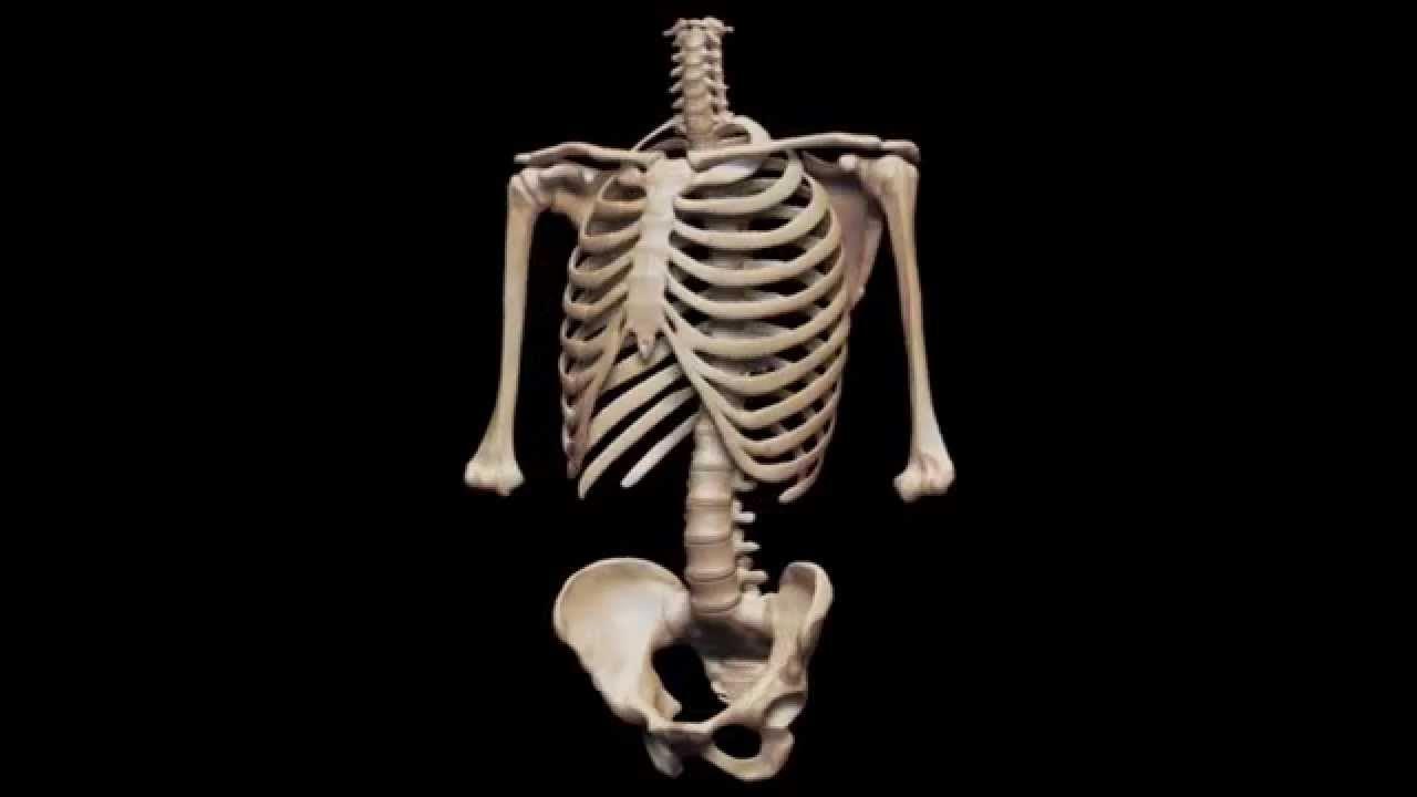 Bones system. Скелет человека. Скелет 3д.