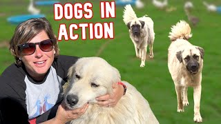 How Fast Can They Get To a Predator? (Livestock Guardian Dog Speed Test)