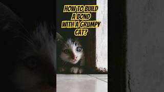 How to Build A Bond with A Grumpy Cat