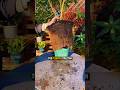 trucos de jardinería #plantas