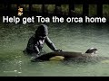 Toa - rescued baby orca. Please donate to www.orcaresearch.org