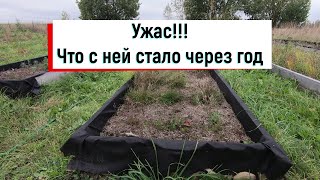 Клюква садовая спустя год // Как нельзя выращивать клюкву