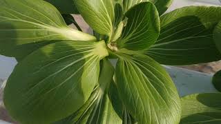 Hama Ulat Daun pada Tanaman Sawi Pak Choy