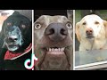 Funniest Doggos Ever 🤣 Best Funny Dog Videos Compilation (2022)