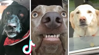Funniest Doggos Ever Best Funny Dog Videos Compilation (2022)