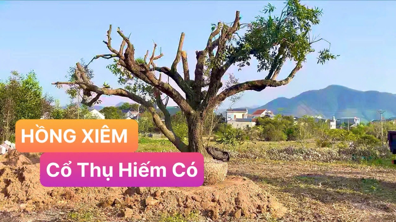 CÂY QUÊ MÀ CHẤT | T1 |  ĐÓN CỤ  HỒNG XIÊM CỔ THỤ SIÊU VÍP VỀ NHÀ VƯỜN