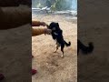 Dog dance  doglover ytshort ytviral