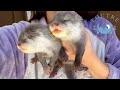 Those Baby Otters with Their Eyes Open are Just too Cute!
