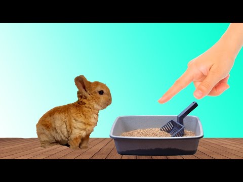 Как приучить кролика к лотку