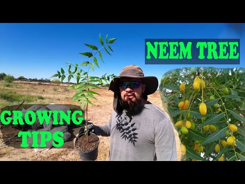 Growing NEEM Tree | EVERYTHING You Need To
