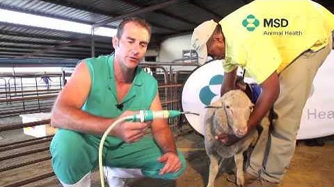 Sheep Drenching Technique