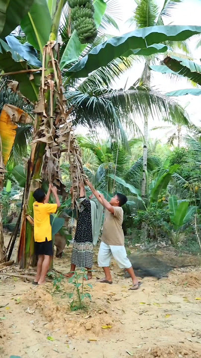 ngambil buah pisang dikebun part 1 #shorts