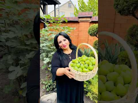 #инжир #инжиротаруси #инжировоедерево #деревоинжир #урожайинжира #инжир2024