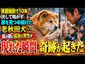 保護施設で10年、決して鳴かず扉を見つめ続けた老秋田犬…雨の朝に孤独な男性が現れた瞬間、誰も想像できなかった奇跡が起きた