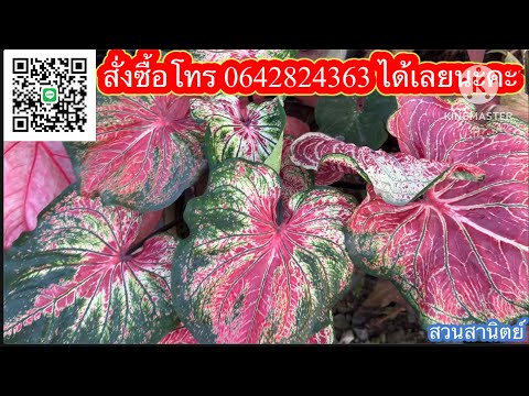 Ep.512🚨🎁มาแล้วบอนสีสวยๆ ต้อนรับวันศุกร์✅สนใจ☎️โทร0642824363 #บอนสี #caladium #บอนสีโบราณ