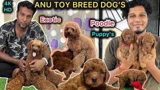 இவ்ளோகுட்டியான Dog ah | Toy Breed Dog's | Poodle,ShihTzu, Rare Variety Pet's | Eagletwist