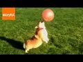 Corgi Loves Bounces Balloon On Nose (Storyful, Dogs)