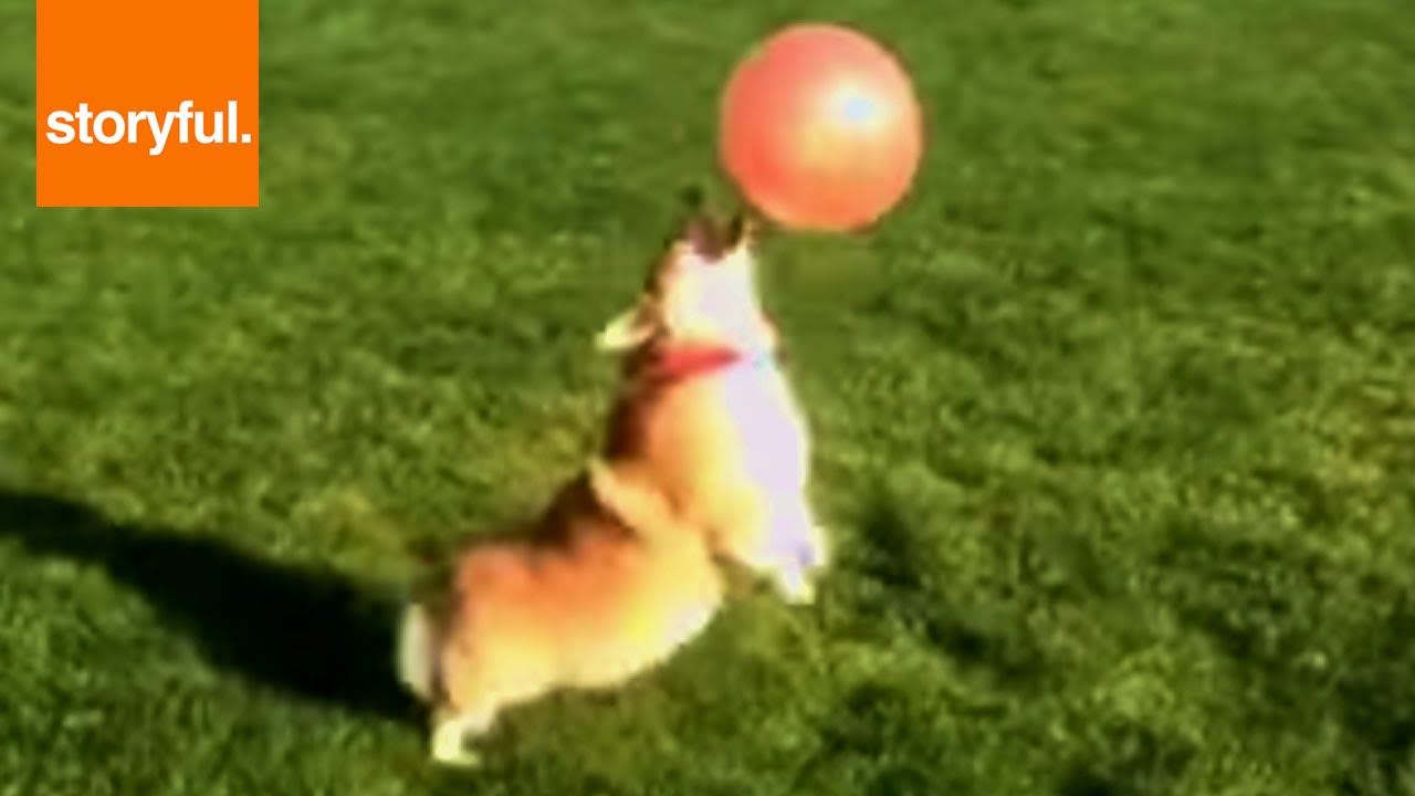 Loves Bounces Balloon On Nose (Storyful, Dogs) YouTube